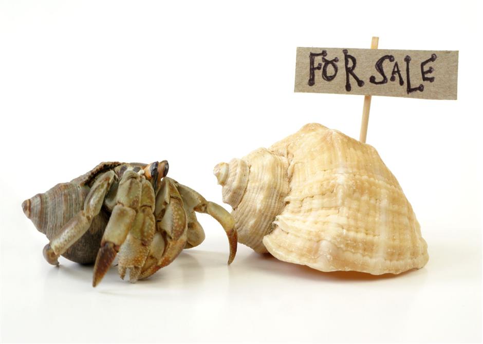 Picture of Housing shortage for the Hermit Crabs?